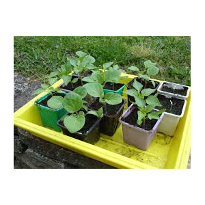 Barquette 6 Plants Tomate Ananas 1 U La Musette Pause Nature