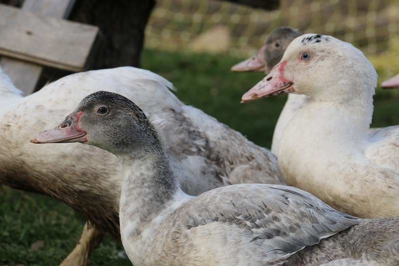 Canette fermière du frety r co 7 formats La Ferme Du Frety Locavor fr