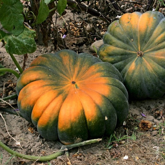 Courge Musqu E De Provence Formats L Gumes Les Jardins D