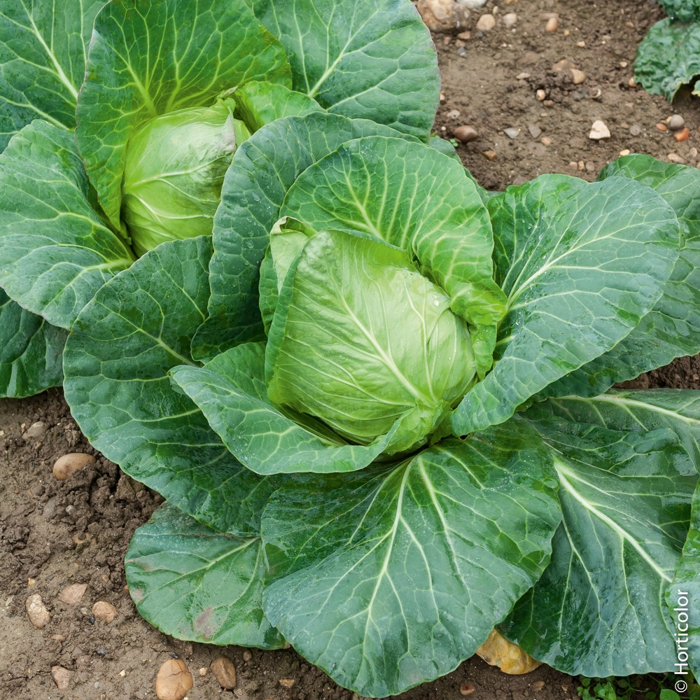 Plants De Chou Cabus Blanc 5 U Le Jardin Des Planchelles Locavor Fr