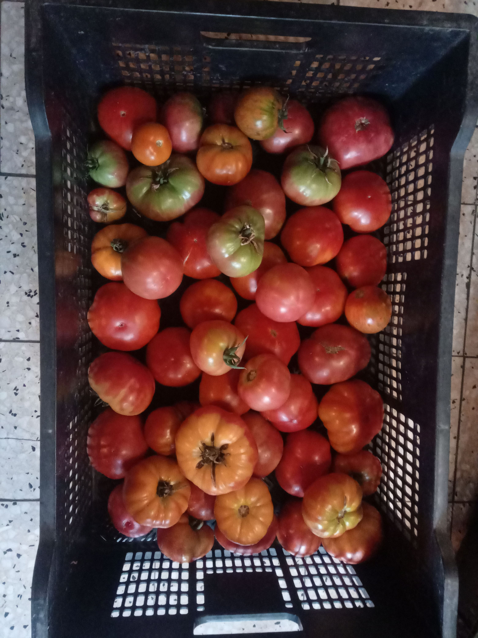 Tomate Coulis Formats Maraicher Les Jardins Du Grand Ch Ne