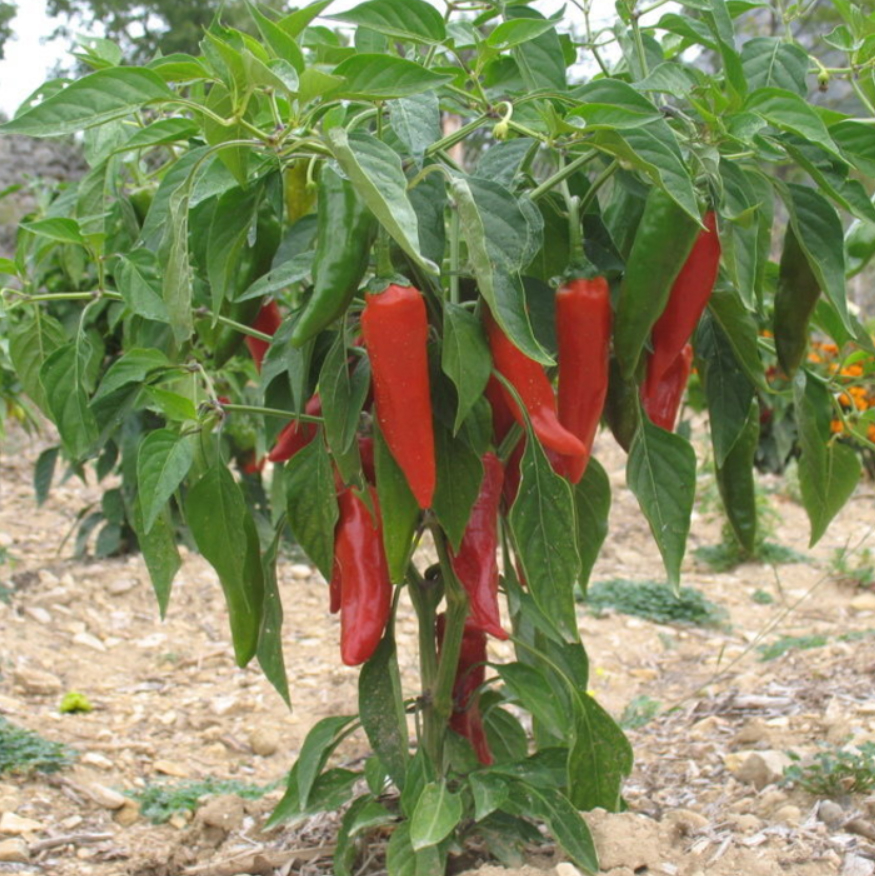 Plant Piment Gorria Dit D Espelette U Le Jardin Des Planchelles