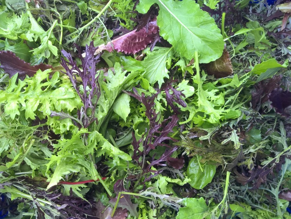 Mesclun G Aux Jardins Des Jeunes Pousses Locavor Fr