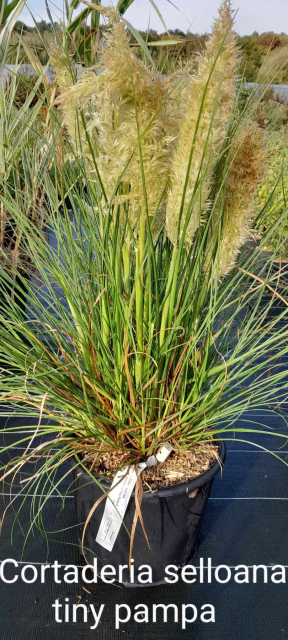 Cortaderia selloana tiny pampa 4 L Pépinière De La Source De L