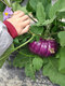 La Ferme Des Délices Du Jardin D'ainval - image 4