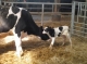 Ferme De L'etoile - image 3
