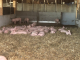La Ferme Du Crêt - image 1