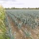 Pré Vert - image 1