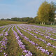 Safran Et Plaisirs Gourmands - image 2