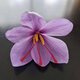Safran Et Plaisirs Gourmands - image 3