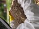Pollen Blanc - image 2