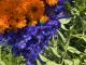 Le Grenier Des Plantes - image 1