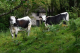 Ferme Joël & Alexandra Pierrat - image 3