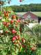 Champagne Ol Lassaigne/ferme Des Charmes - image 3