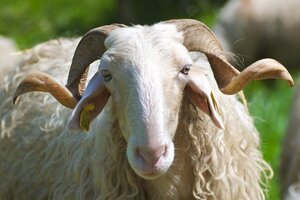 Logo de Ferme Bordazarre