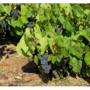 Domaine l'Archange