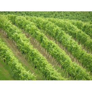 Domaine de Bilé