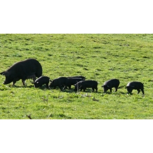 Le Noir De Bourgogne