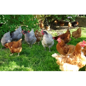 Ferme De Teinterre