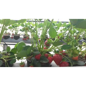 Fruits d'Orléans
