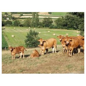 Gaec Lubas et Fils