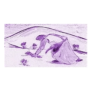 Aux Vertus Des Plantes