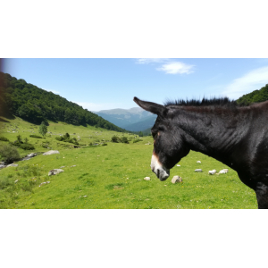 Câlin D'ânon