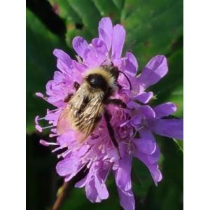 La Vallée Des Abeilles
