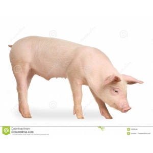 Porc, colis surgelé - 2kg