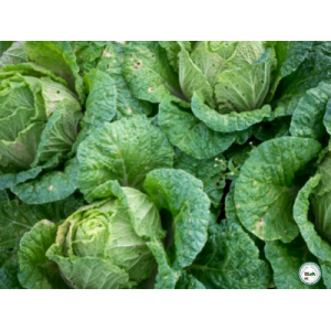 Choux vert frisé