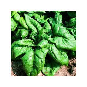 Epinard geant d'hiver