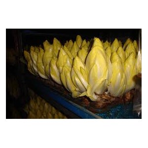 Endive de witloof-500g