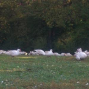 Canard de barbarie  3kg