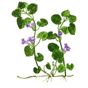 Sirop de lierre terrestre