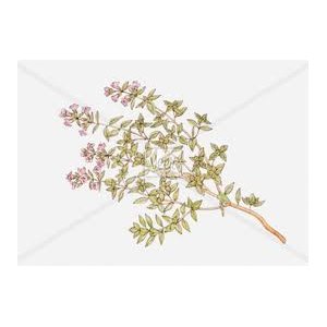 Sirop de thym citronné