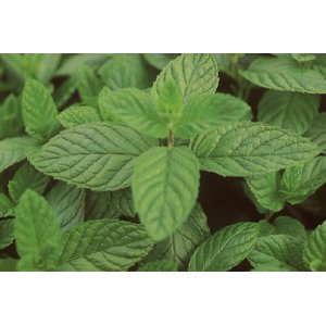 Sirop de menthe chocolat