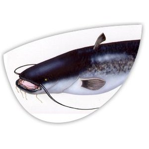 Filet de silure - 2 portions