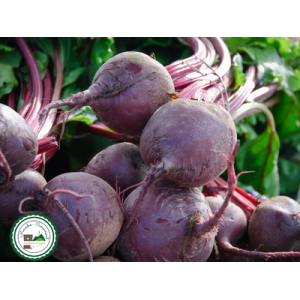 Betterave rouge crue