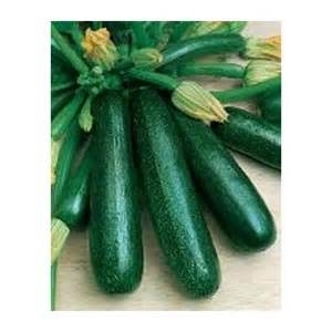 Plant de courgette verte