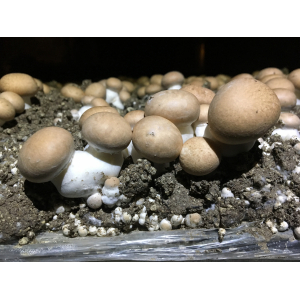 Champignons de paris 1kg