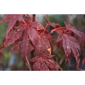 Acer palm. atropurpureum (erable du japon)