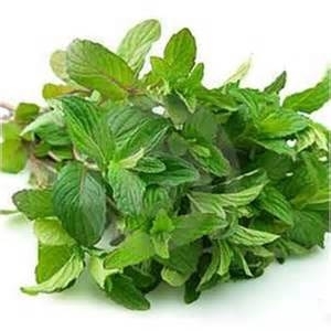 Aromatiques bio à repiquer