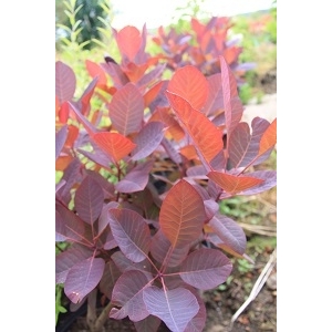 Cotinus grace 30/50 (arbre à perruques)