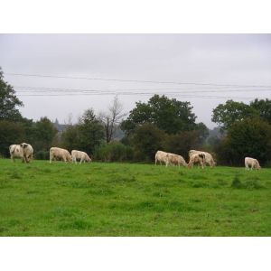 Colis boeuf famille 15 kg