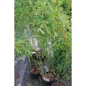 Fargesia mul. jumbo (bambou non traçant)