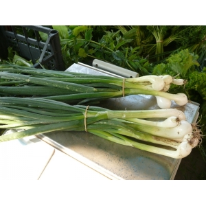 Oignons jaunes botte