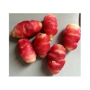 Oca du pérou bio