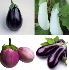 Aubergines multicouleurs -500g