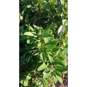 Sauge officinale