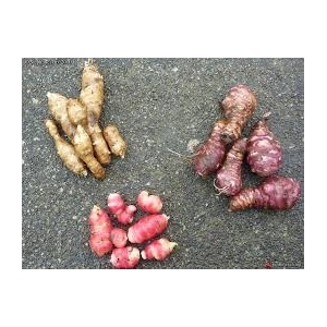 Tubercules bio à (re)découvrir